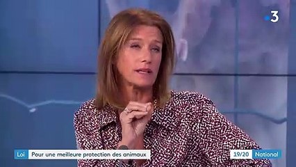 Lutter contre la maltraitance animale devient une priorité en France