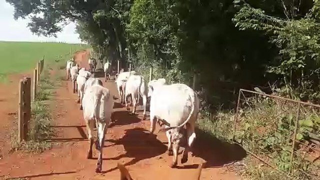 Pecuarista devolve boi ao pasto em protesto contra os baixos preços