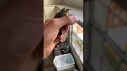 Man Rescues Bird From Inside House