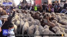 [이슈톡] 스페인 마드리드 한복판에 1,000마리 양 떼 행진
