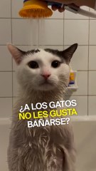 ¿A los gatos no les gusta bañarse?