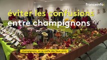 En Lorraine, des ateliers pour aider à la cueillette des champignons