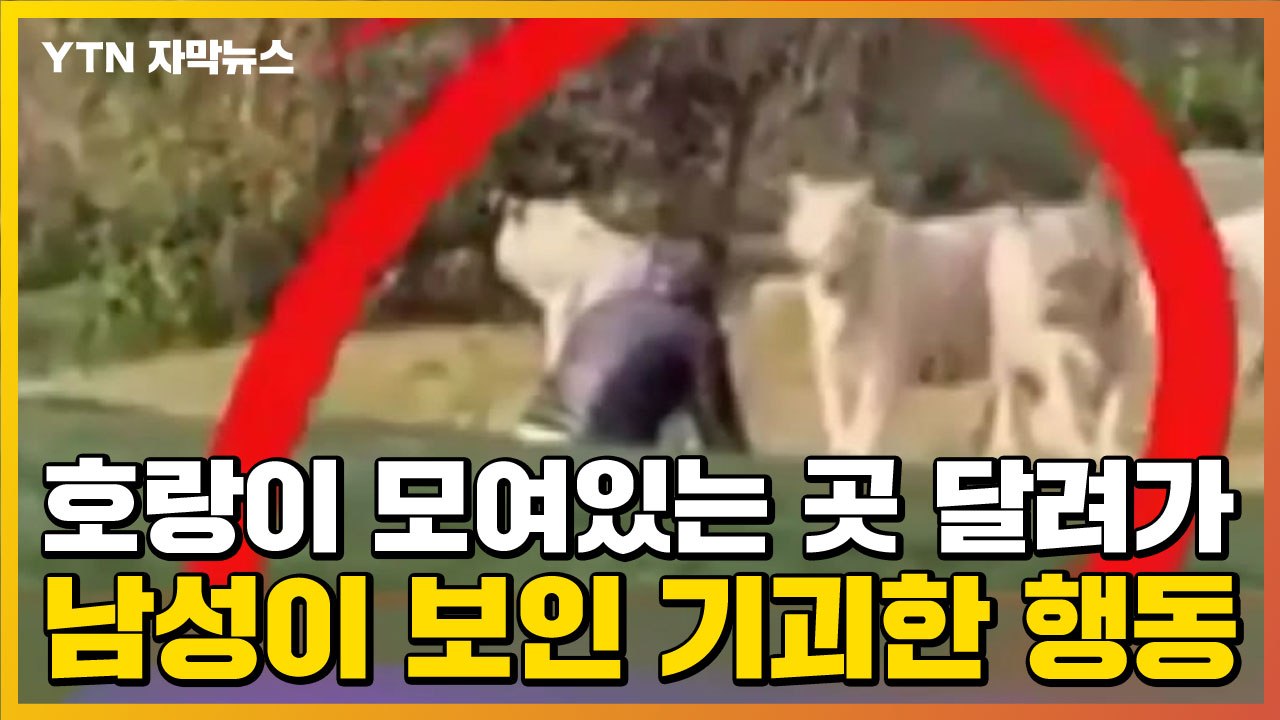 [자막뉴스] 호랑이 모여있는 곳에 달려간 남성, 갑자기 보인 기괴한 행동  / YTN