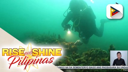 Flat oysters na matatagpuan lamang sa Europe at malapit na umanong ma-extinct, pinaparaming muli