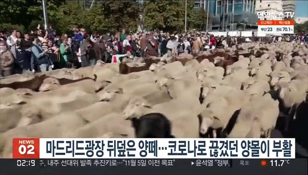 마드리드광장 뒤덮은 양떼…코로나로 끊겼던 양몰이 부활