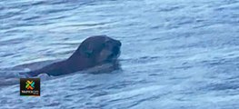 tn7-felino-de-gran-tamaño-fue-observado-en-talamanca--251021