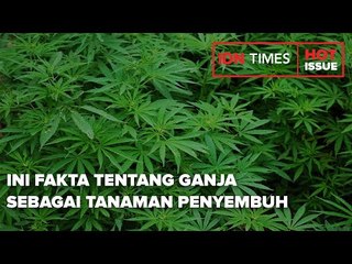 INI FAKTA TENTANG GANJA SEBAGAI TANAMAN PENYEMBUH