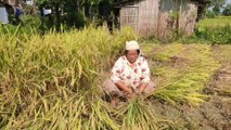 Rice Harvesting of Village || गाउँले पारामा धान काट्दै