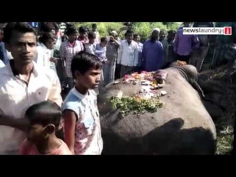 Three Elephants Die While Crossing a Railway Track in Assam
