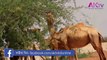 উট সাপ খাই কেন! why camel eat snakes | ak television