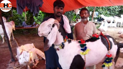 240 kg Heavy Weight Bakra