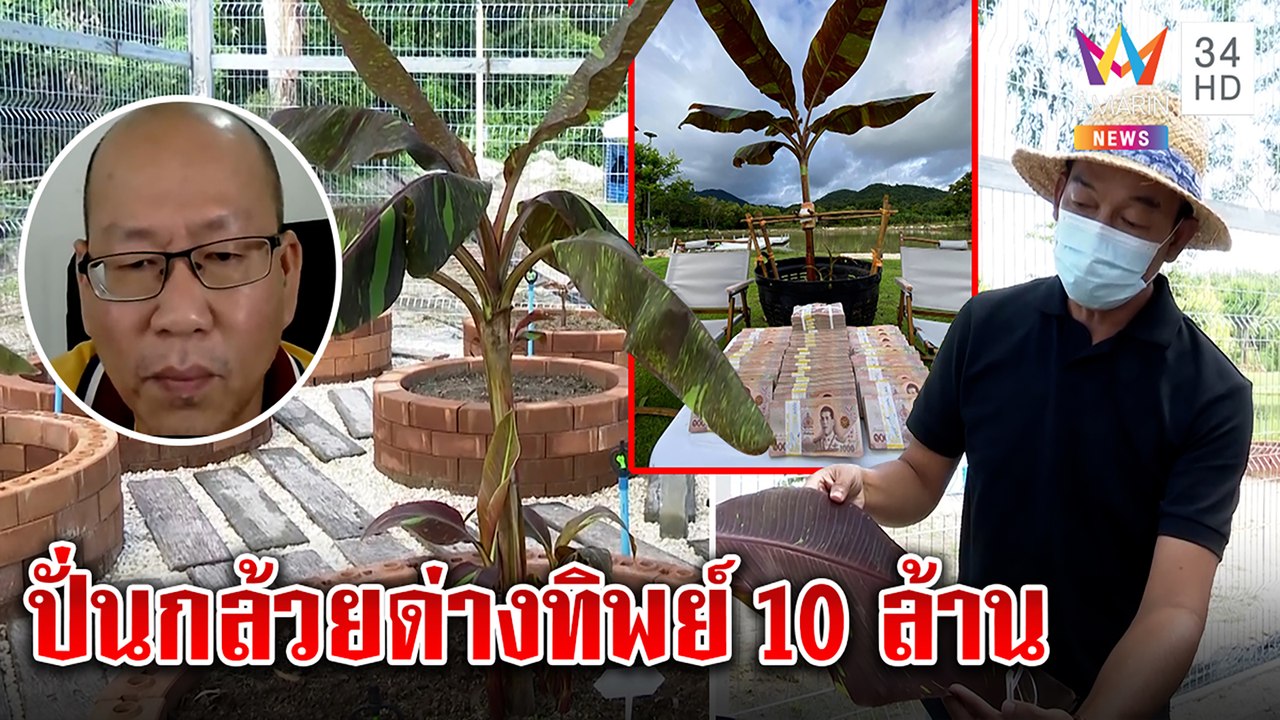 ลุงอัจแฉแก๊งปั่นกล้วยด่าง 10 ล้าน ล่อลูกค้า คนจ่ายโต้ซื้อจริงฟันเงินแล้ว 9 ล้าน|ทุบโต๊ะข่าว|25/10/64
