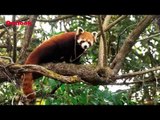 A Lifeline For Endangered Red Pandas