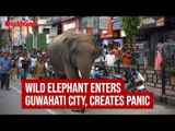 Wild Elephant Enters Guwahati City, Creates Panic