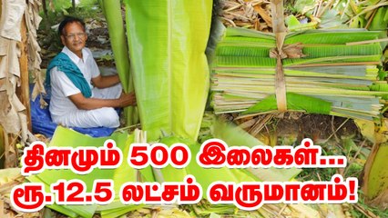 ஒரு ஏக்கருக்கு மாதம்  12.5  லட்சம் வருமானம்...  அட்டகாசமான லாபம் தரும் வாழை இலை விவசாயம்