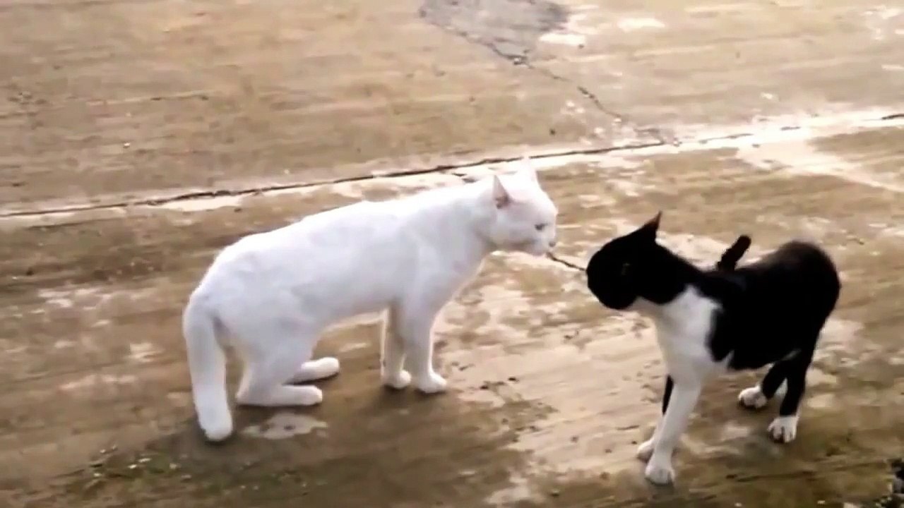 What The Black Cat Do Then ?