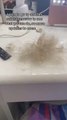 Woman Loses a Large Amount Of Hair While Detangling Dreadlocks