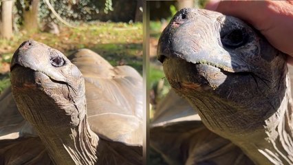 Download Video: 'Massive Galápagos tortoise is a sucker for nice, warm cuddles '