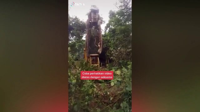 La vidéo Tik Tok d'un serpent si gros qu'il doit être soulevé par une grue terrifie les internautes