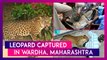 Leopard Captured After Straying In To Hospital Campus In Wardha, Maharashtra