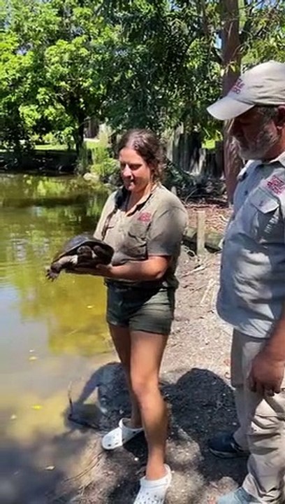 Turtles that act like dogs Who said reptiles can't be ju