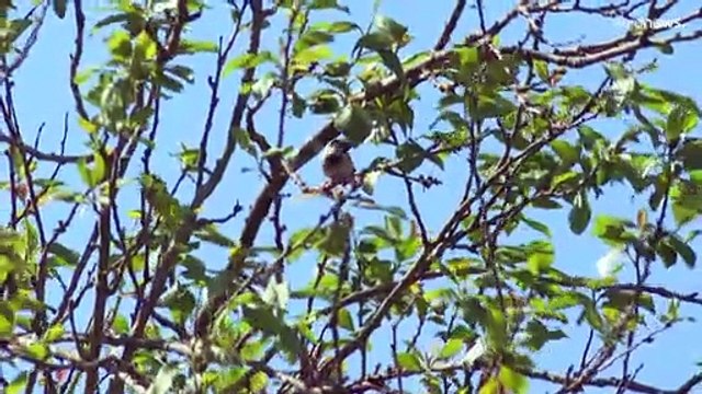 France : la justice suspend des autorisations de chasses traditionnelles d'oiseaux