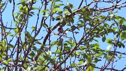 France : la justice suspend des autorisations de chasses traditionnelles d'oiseaux