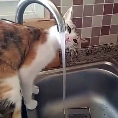 Cute cat drinking tap water