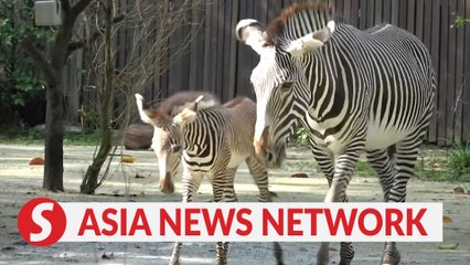 The Straits Times | Meet Izara, Singapore Zoo's new zebra foal