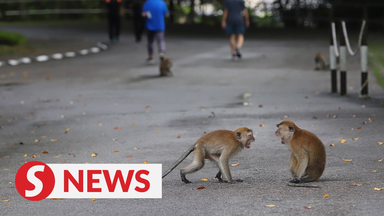 PKR MP proposes distribution of birth control pills to reduce wild monkey population