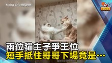 兩位貓主子爭王位 短手抵住哥哥下場竟是…