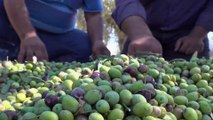 تحديات جمة تواجه مزارعي الزيتون في سوريا