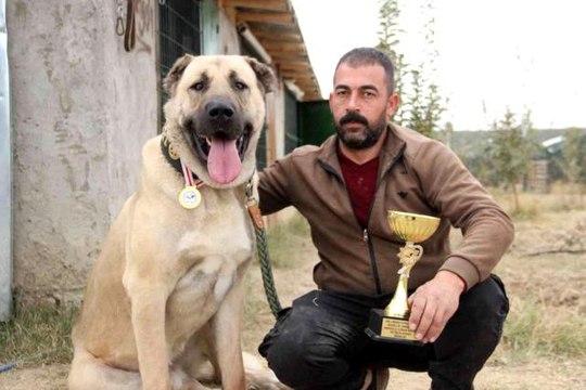 Türkiye'nin en iyi Anadolu Çoban Köpeği Karaman'dan seçildi