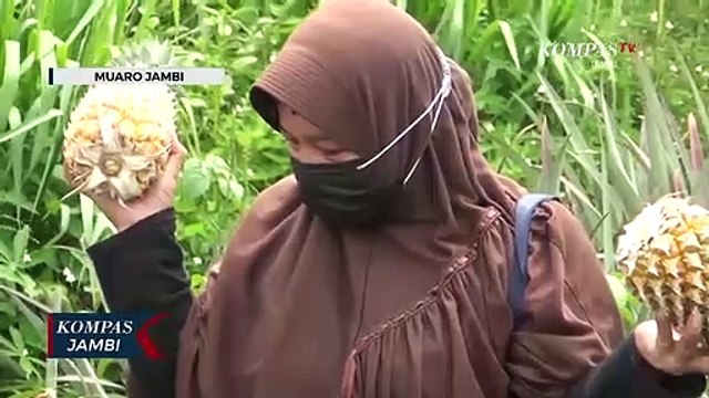Agrowisata Kebun Nenas di Desa Tangkit Baru
