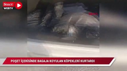 Poşet içerisindeki bagaja koyulan köpekleri kurtardı