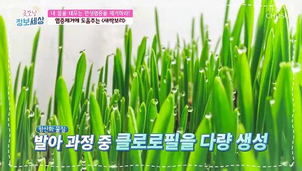 만성염증 제거에 도움 주는 새싹보리 TV CHOSUN 211026 방송