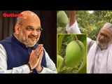'Mango Man' grows new variety named after Amit Shah