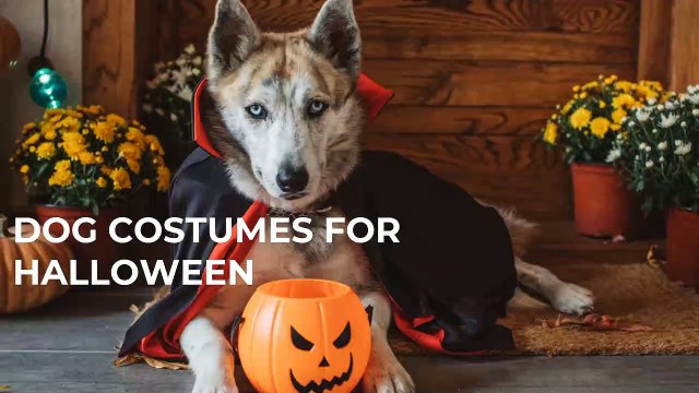 Dog Costumes For Halloween