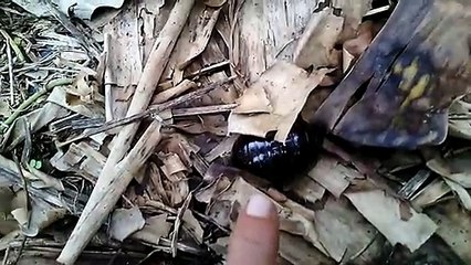 HEBOH!!! Binatang Aneh & Langka