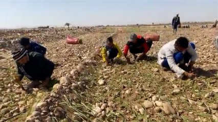 فلاحو سوهاج يزرعون البصل: 50 ألف جنيه تكلفة فدان الشتلات