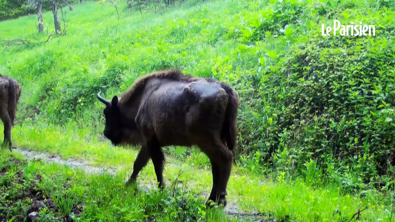La résurrection des bisons en Europe