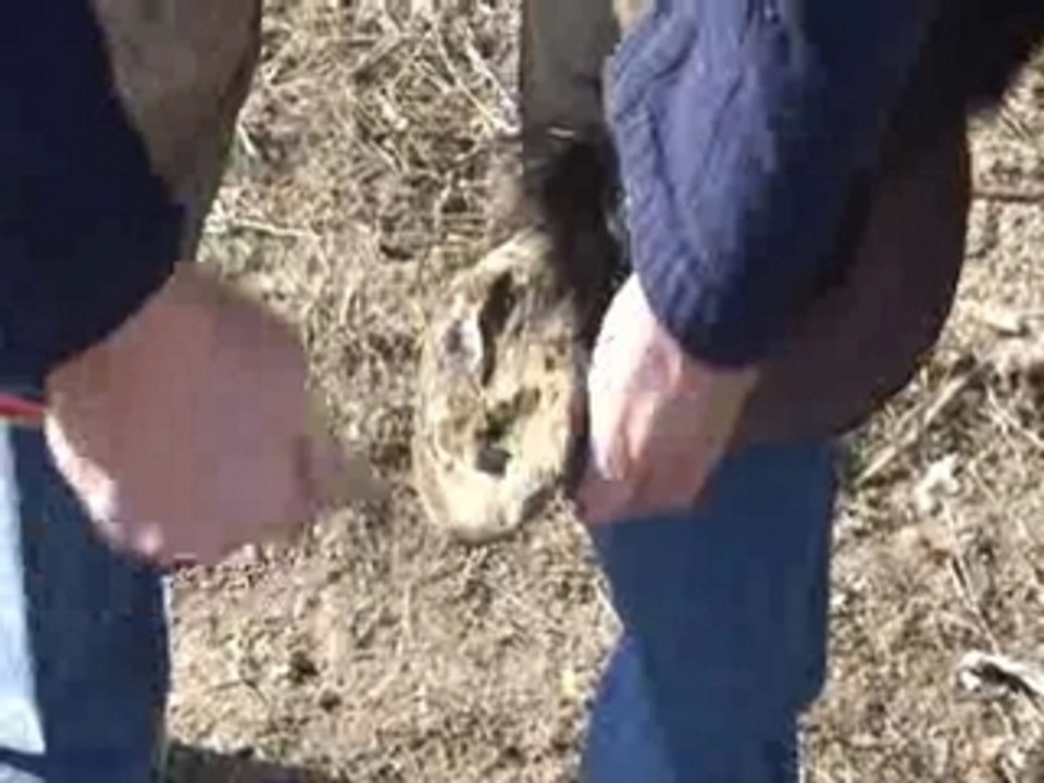 Parrage maréchal ferrand poney (Nickel)