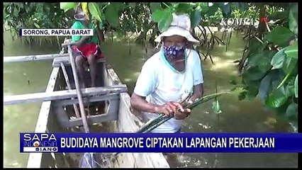 Budidaya Mangrove Buka Lapangan Kerja Baru, Kok Bisa?!