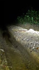 Large Bushmaster Snake Spotted at Night