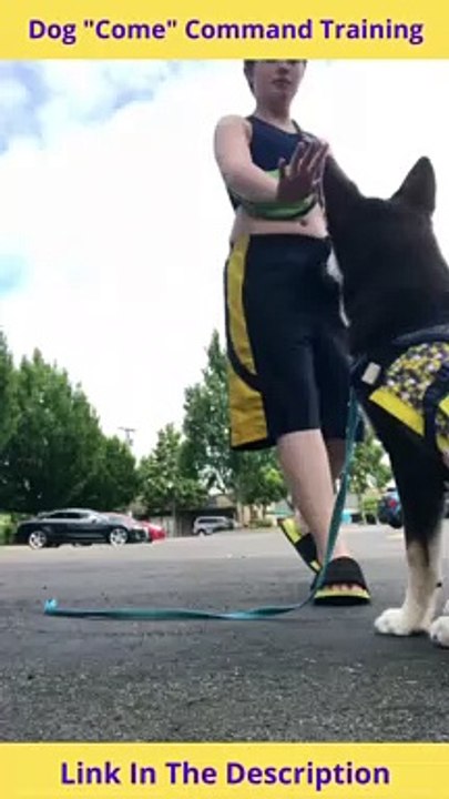 Dog Come Command Training | How To Make a Dog Come To You