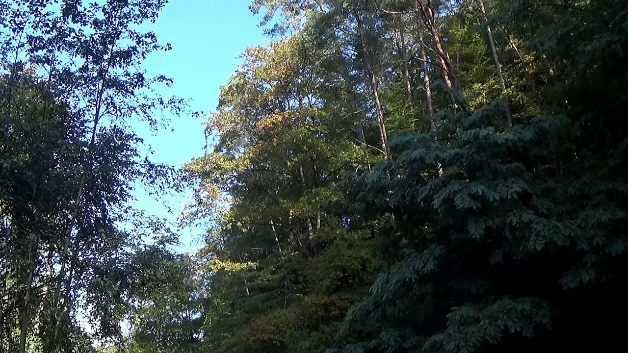 Waldspaziergang