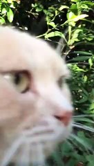 Cats Have Heated Argument