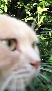 Cats Have Heated Argument