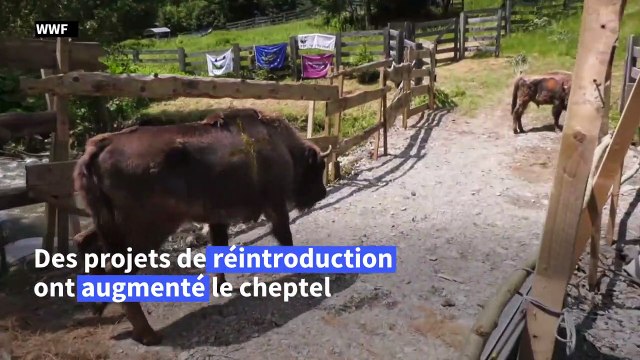 Roumanie: rescapés de l'extinction, les bisons sont les nouveaux rois des Carpates