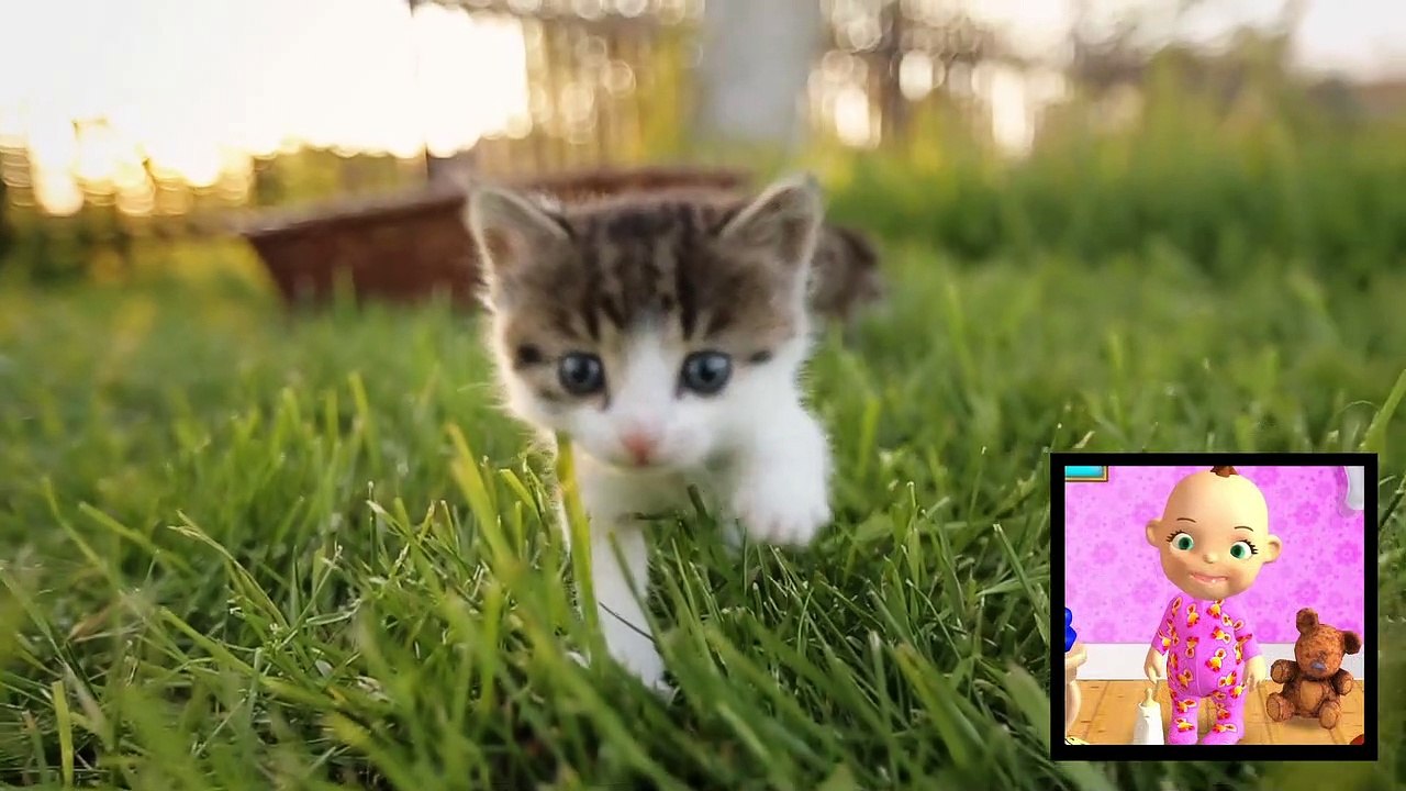 Babsy Baby and Sweet Kitten Baby Cats - Cute and Funny